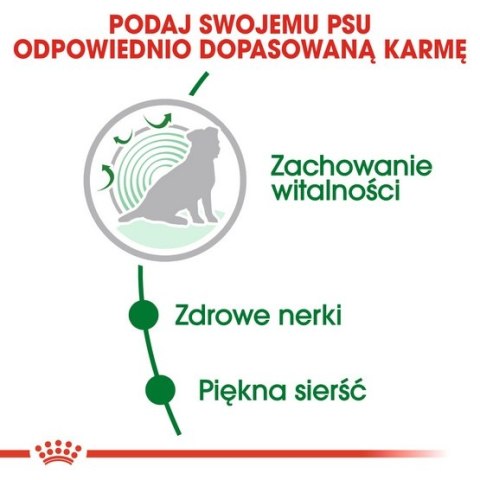 Royal Canin Mini Ageing 12+ karma sucha dla psów dojrzałych po 12 roku życia, ras małych 1,5kg Royal Canin Mini Ageing 12+ karma sucha dla psów dojrzałych po 12 roku życia, ras małych 1,5kg