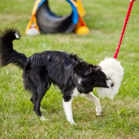 Dingo Zabawka dla psa - Szarpak Naturalne futro owcze bungee czarny Dingo Zabawka dla psa - Szarpak Naturalne futro owcze bungee czarny