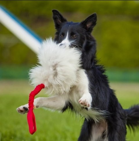 Dingo Zabawka dla psa - Szarpak Naturalne futro owcze bungee różowy Dingo Zabawka dla psa - Szarpak Naturalne futro owcze bungee różowy
