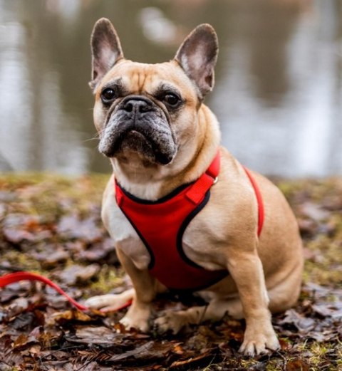 Dingo Szelki bezuciskowe z dwupaskową regulacją M czerwone Dingo Szelki bezuciskowe z dwupaskową regulacją M czerwone