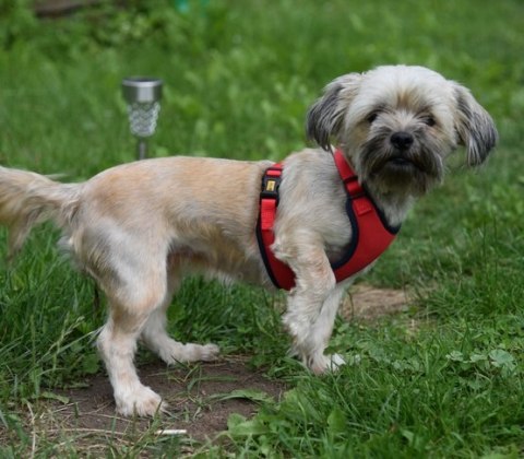 Dingo Szelki bezuciskowe z dwupaskową regulacją M czerwone Dingo Szelki bezuciskowe z dwupaskową regulacją M czerwone
