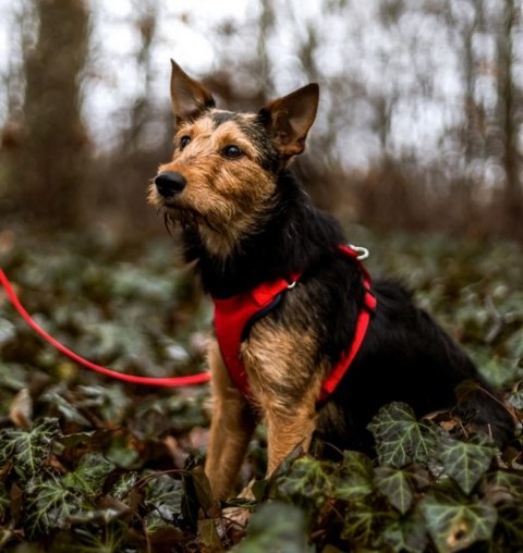 Dingo Szelki bezuciskowe z dwupaskową regulacją S czerwone Dingo Szelki bezuciskowe z dwupaskową regulacją S czerwone