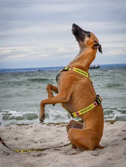 Dingo Szelki dwupaskowe Guard City - Nie Dotykaj rozmiar L Dingo Szelki dwupaskowe Guard City - Nie Dotykaj rozmiar L
