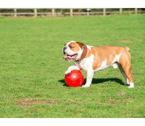 Boomer Ball L - 8" / 20cm czerwona Boomer Ball L - 8" / 20cm czerwona