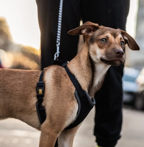 Dingo Szelki bezuciskowe z dwupaskową regulacją M czarne Dingo Szelki bezuciskowe z dwupaskową regulacją M czarne