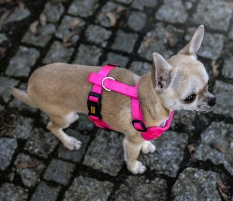 Dingo Szelki bezuciskowe z dwupaskową regulacją S różowe Dingo Szelki bezuciskowe z dwupaskową regulacją S różowe