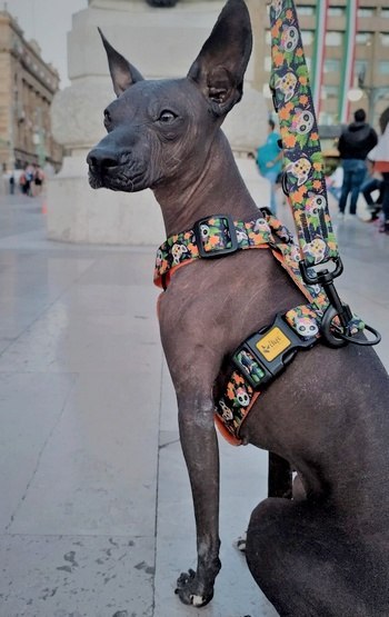 Dingo Szelki dwupaskowe Guard City - Chiapas rozmiar M Dingo Szelki dwupaskowe Guard City - Chiapas rozmiar M