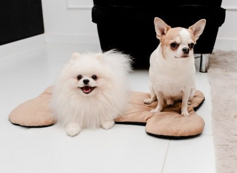 MIMIKO Pets Mata Velvet Form Kość MIMIKO Pets Mata Velvet Form Kość