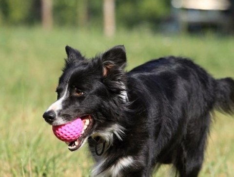 Kiwi Walker Let's Play Ball Mini piłka różowa Kiwi Walker Let's Play Ball Mini piłka różowa