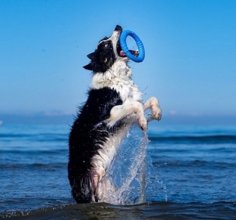 Kiwi Walker Let's Play Ring Maxi niebieski Kiwi Walker Let's Play Ring Maxi niebieski