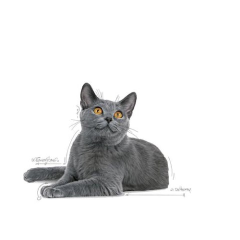 Royal Canin Dental Care karma sucha dla kotów dorosłych, redukująca odkładanie kamienia nazębnego 8kg Royal Canin Dental Care karma sucha dla kotów dorosłych, redukująca odkładanie kamienia nazębnego 8kg