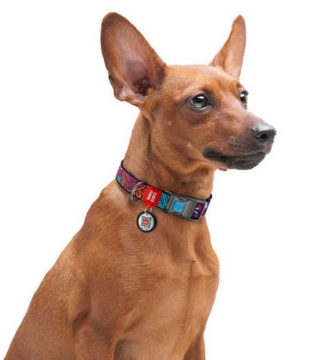 Collar WauDog Nylon Obroża nylonowa z QR-paszportem, plastikowy fastex, wzór LATO, 25mm/37-58cm Collar WauDog Nylon Obroża nylonowa z QR-paszportem, plastikowy fastex, wzór LATO, 25mm/37-58cm