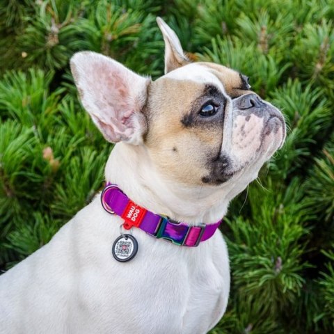 Collar WauDog Recycled Obroża nylonowa z QR-paszportem, gradient L 25mm/33-49cm fioletowy Collar WauDog Recycled Obroża nylonowa z QR-paszportem, gradient L 25mm/33-49cm fioletowy